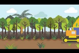 Embedded thumbnail for What is Peatland (Animated Video for Children )